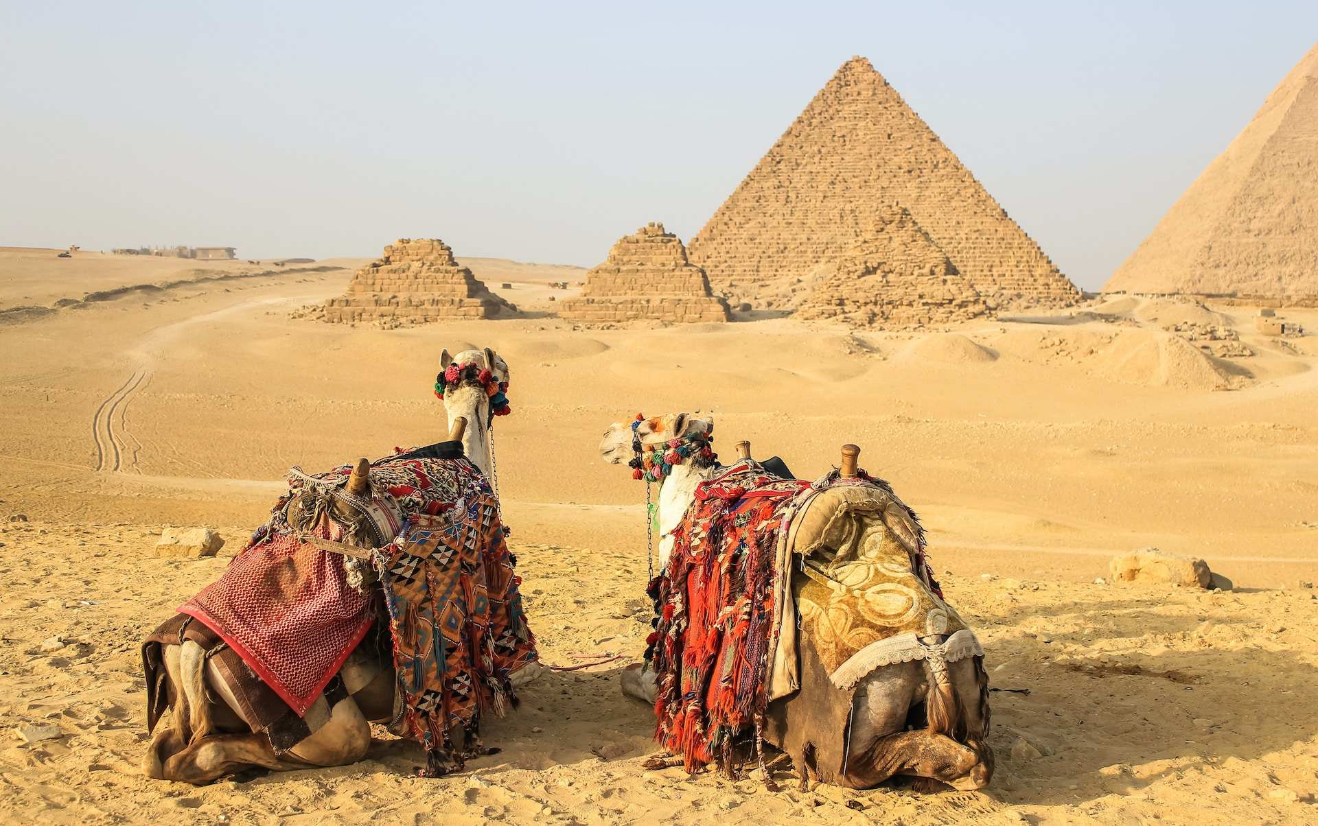 Camels overlooking the Giza Pyramids on a private 4 day Cairo and Luxor tour