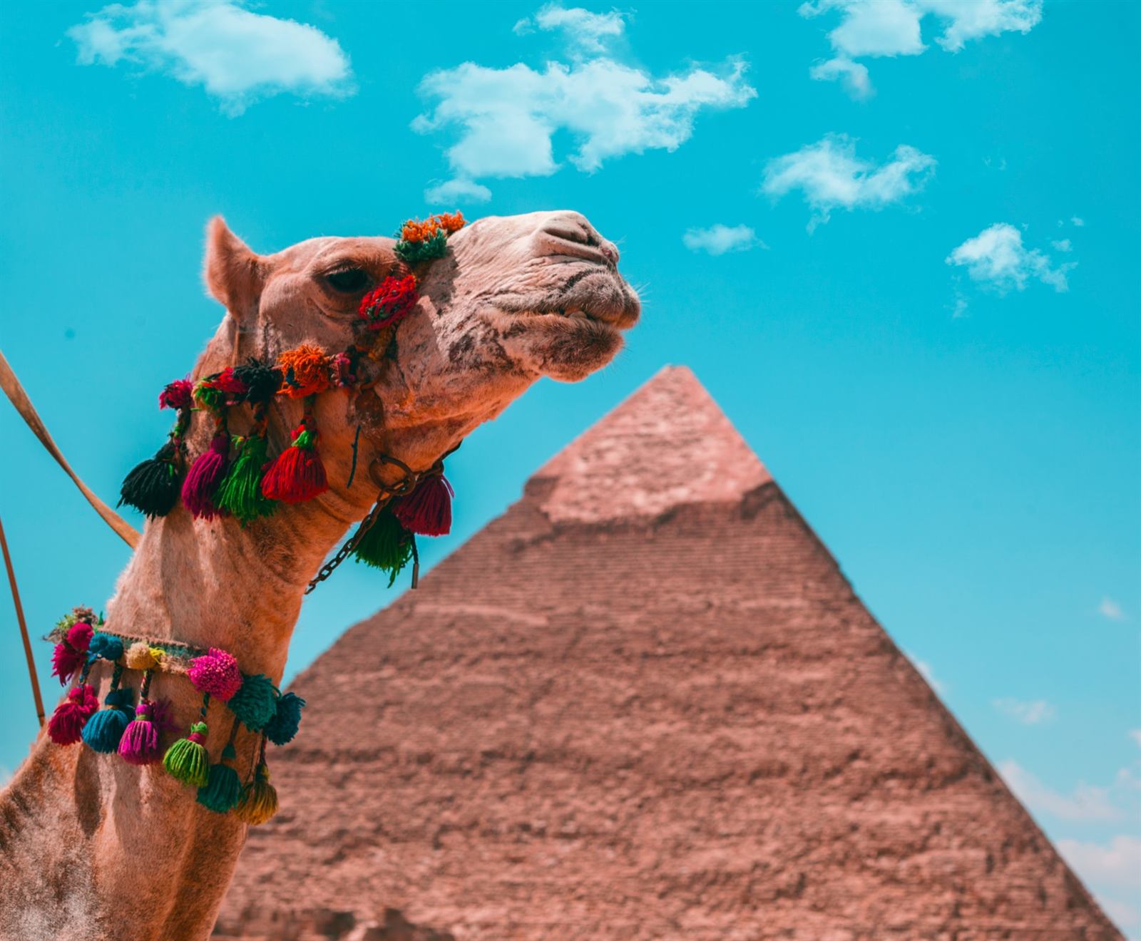 Camel beside the Giza Pyramids during a private Cairo sightseeing day