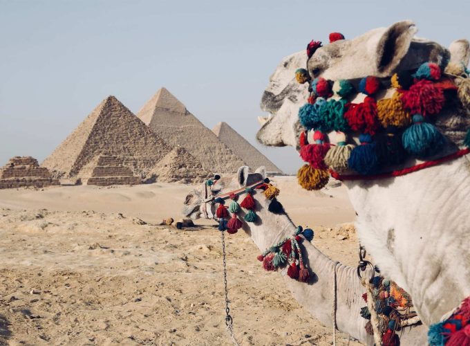 Camels overlooking the Giza Pyramids on a private 7 day Egypt tour