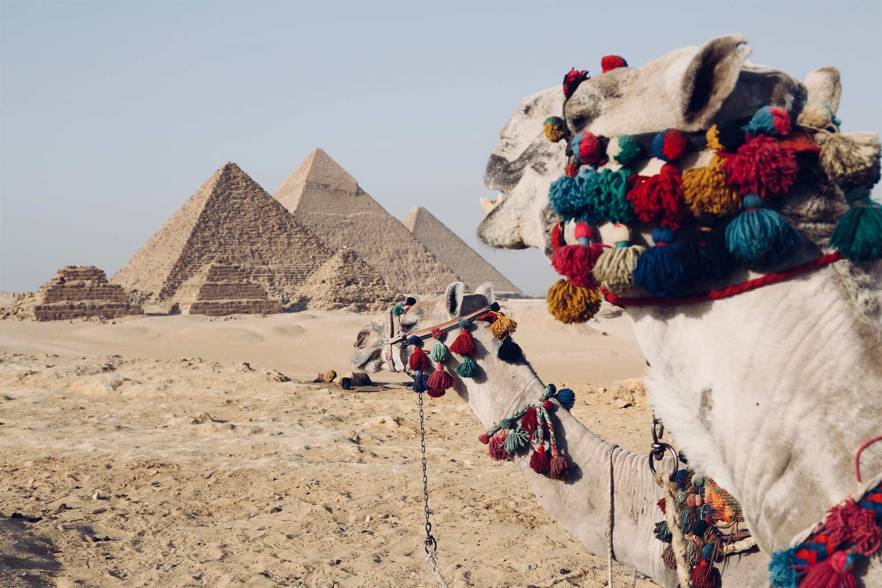 Camels overlooking the Giza Pyramids on a private 7 day Egypt tour