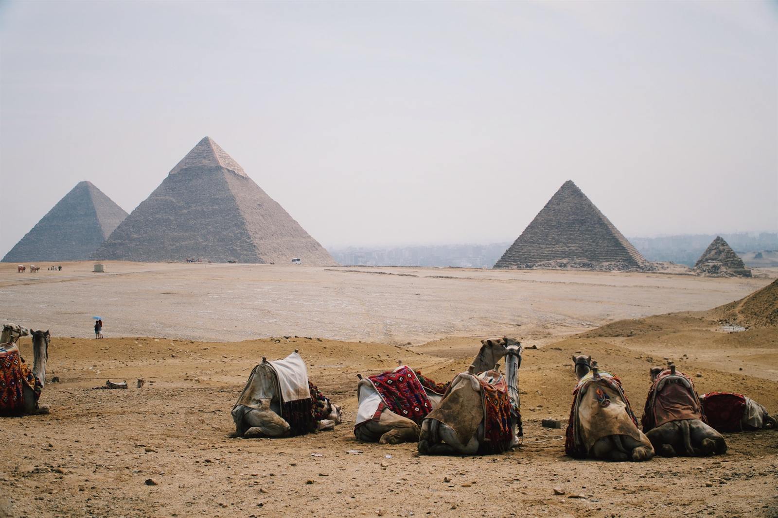 Camels resting beside the Giza Pyramids during a private Cairo tour