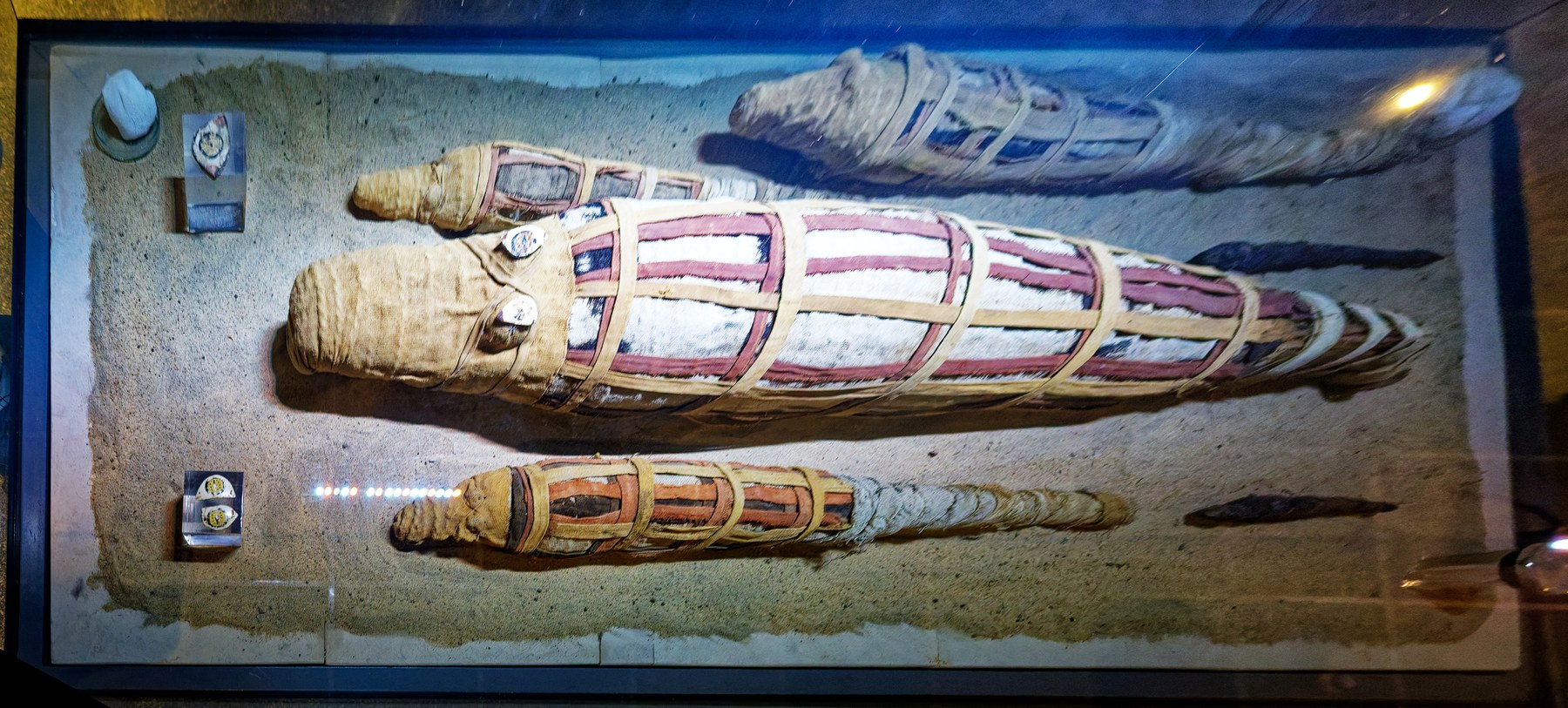 Crocodile mummies in the Crocodile Museum at Kom Ombo